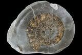 Polished Ammonite (Dactylioceras) Half - England #103778-1